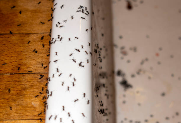 Best Ant Control Services  in Boulder, MT