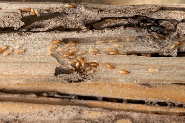 Best Best Pest Control Companies  in Boulder, MT