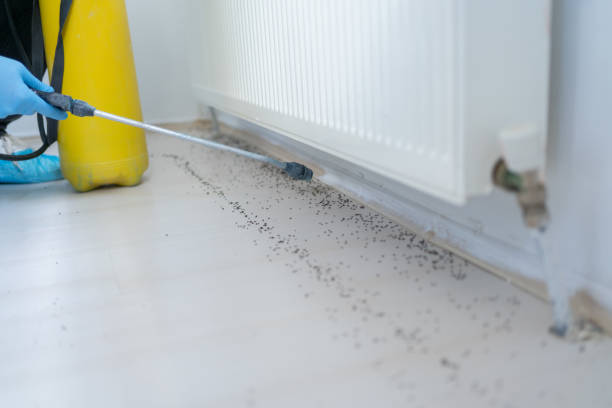 Best Residential Pest Control  in Boulder, MT