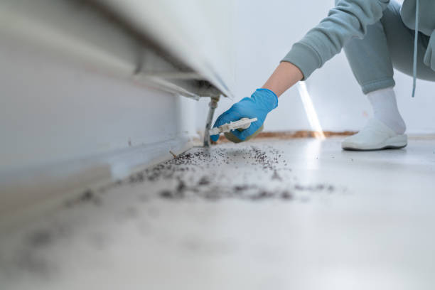 Best Local Pest Control Services  in Boulder, MT